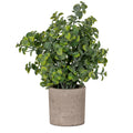 Eucalyptus Plant In Stone Effect Pot 23 cm