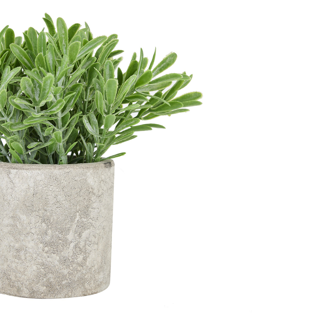Buxus Plant In Stone Effect Pot 20 cm