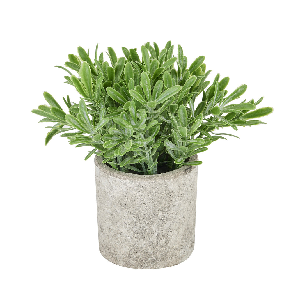 Buxus Plant In Stone Effect Pot 20 cm
