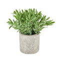 Buxus Plant In Stone Effect Pot 20 cm
