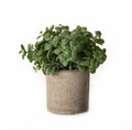 Basil Plant In Stone Effect Pot 16 cm