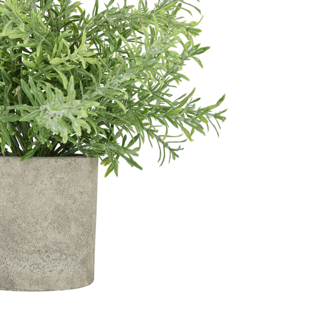 Rosemary Plant In Stone Effect Pot 24 cm