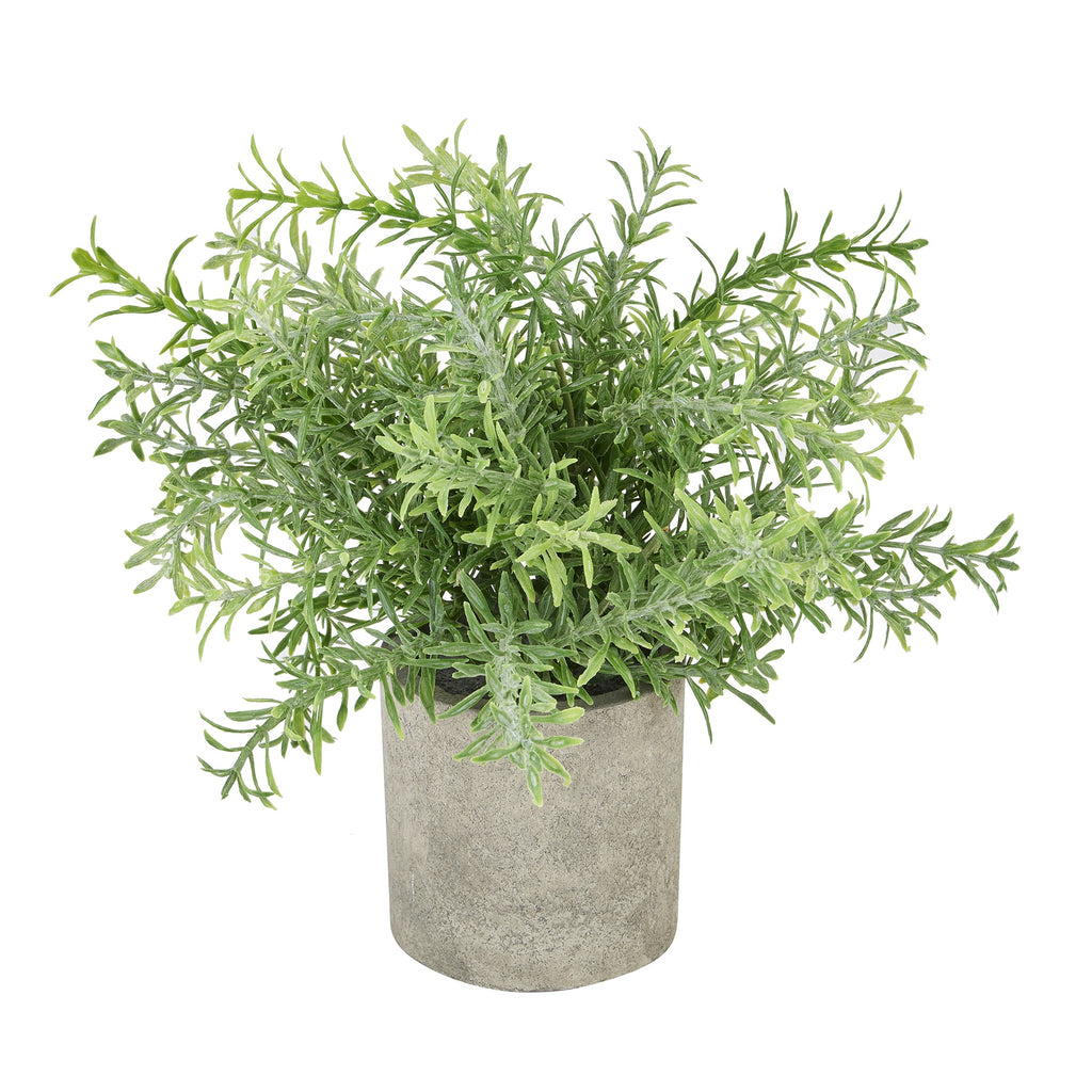 Rosemary Plant In Stone Effect Pot 24 cm