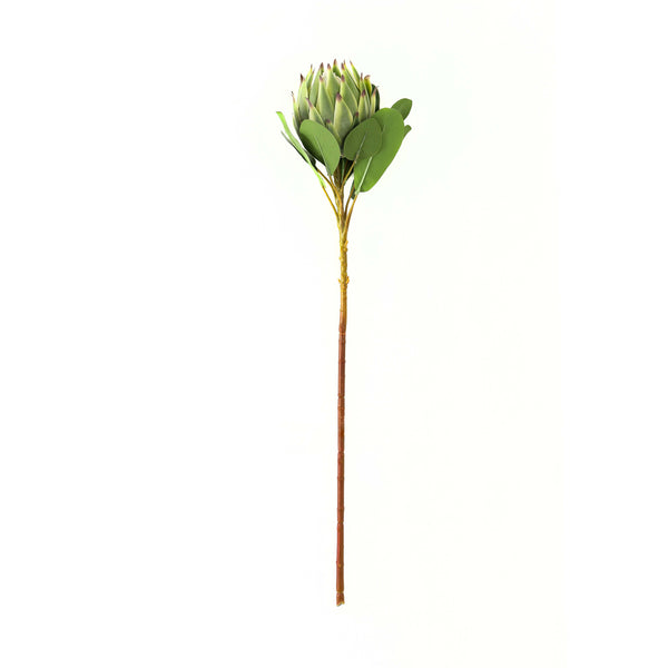 Large Green Protea 73 cm