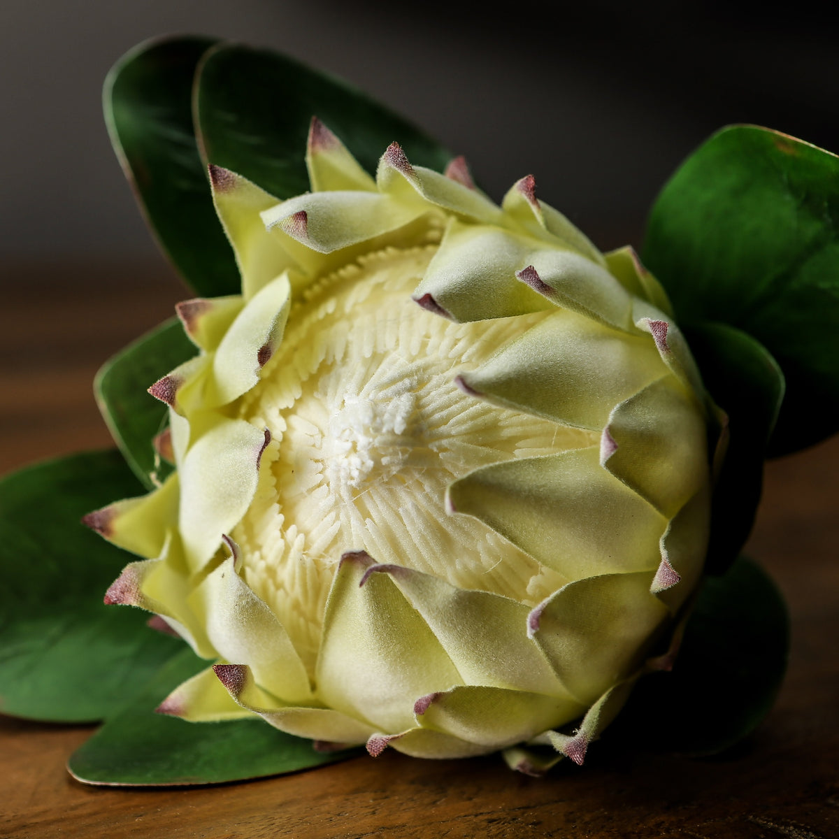 Large White Protea 73 cm