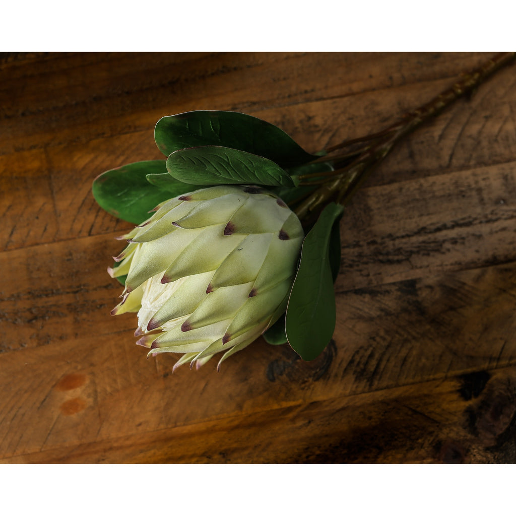 Large White Protea 73 cm