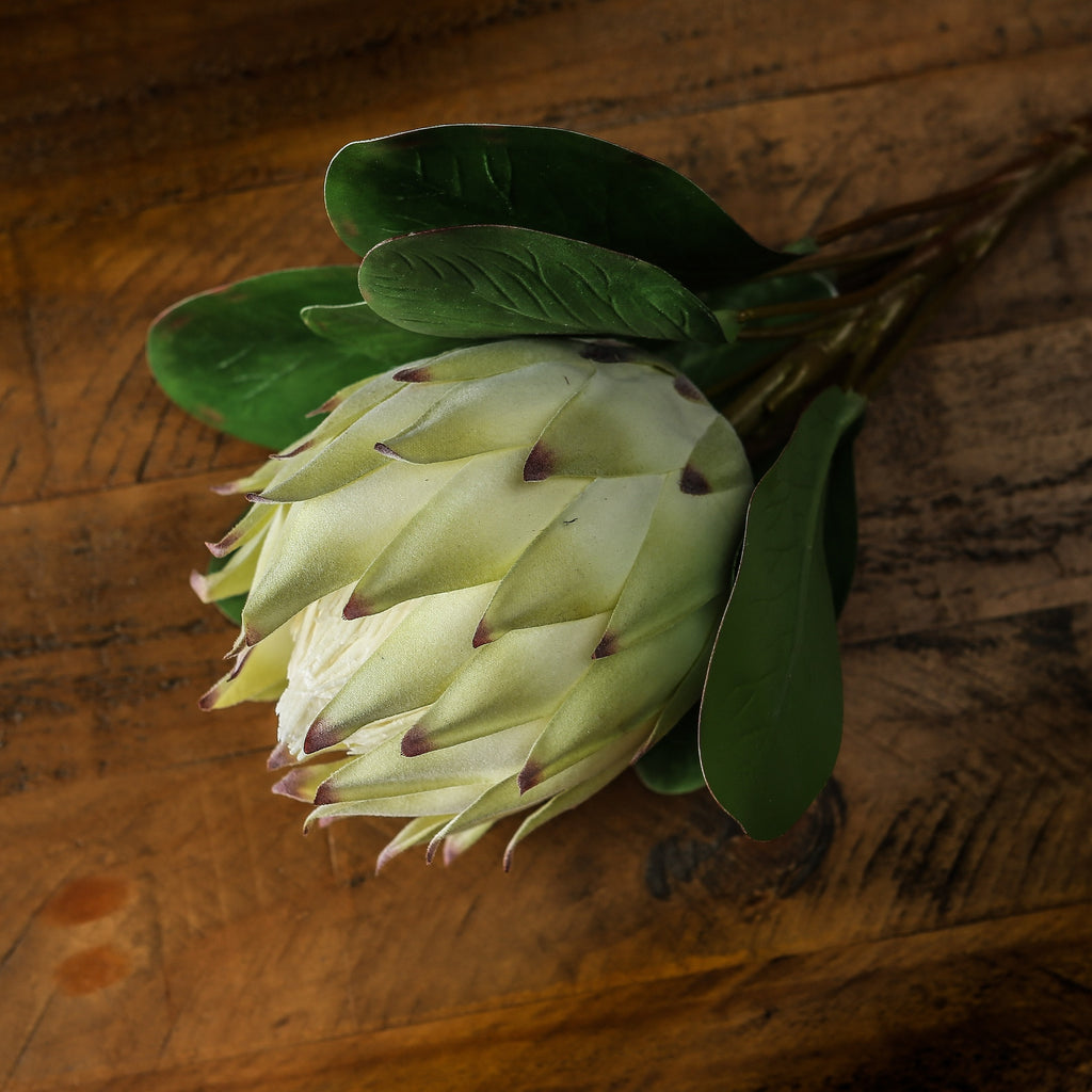 Large White Protea 73 cm