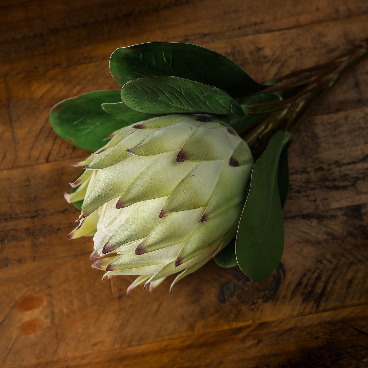 Large White Protea 73 cm