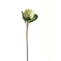 Large White Protea 73 cm