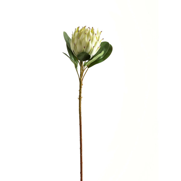 Large White Protea 73 cm