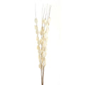 Bouquet Of Dried Thlaspi Arvense 120 cm
