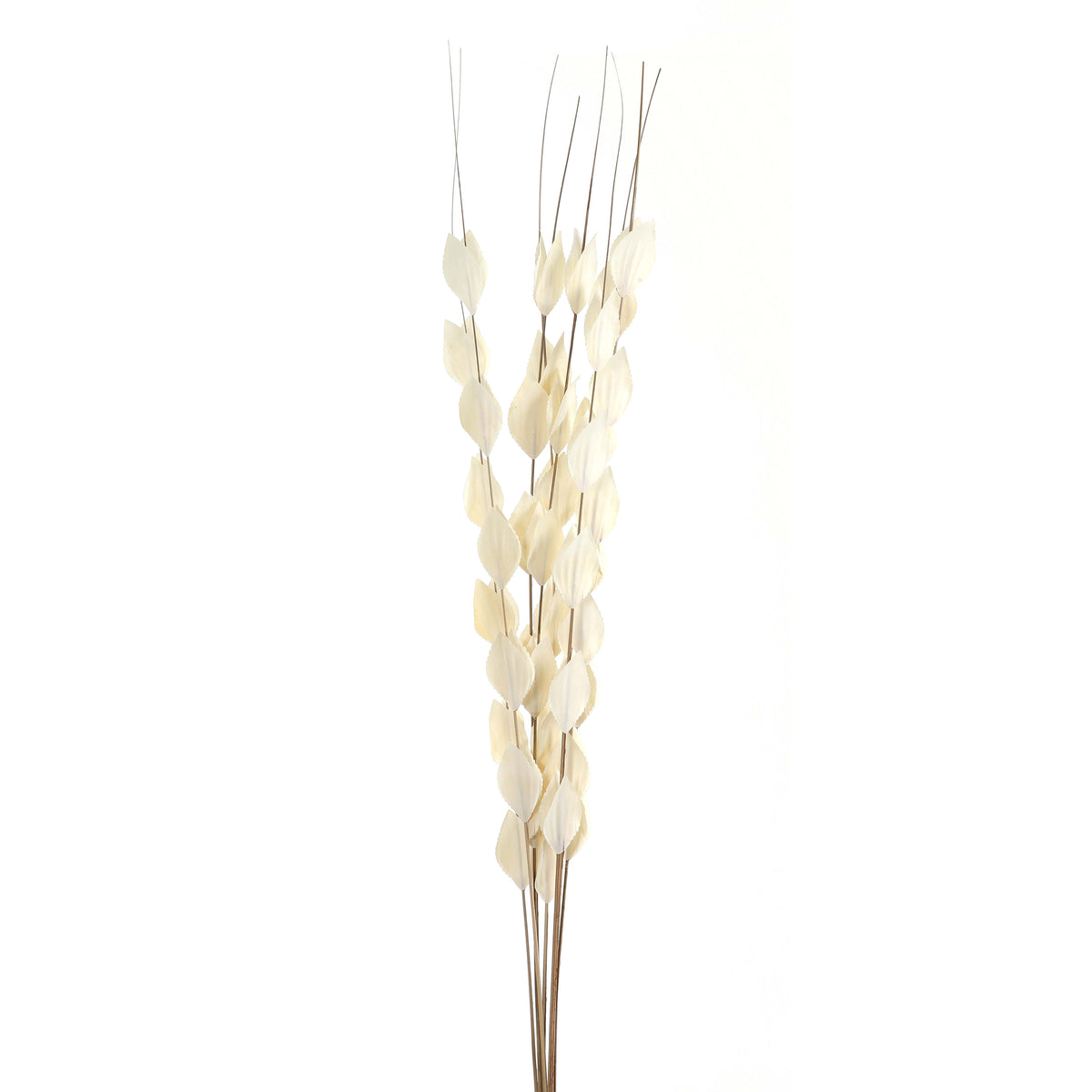 Bouquet Of Dried Thlaspi Arvense 120 cm