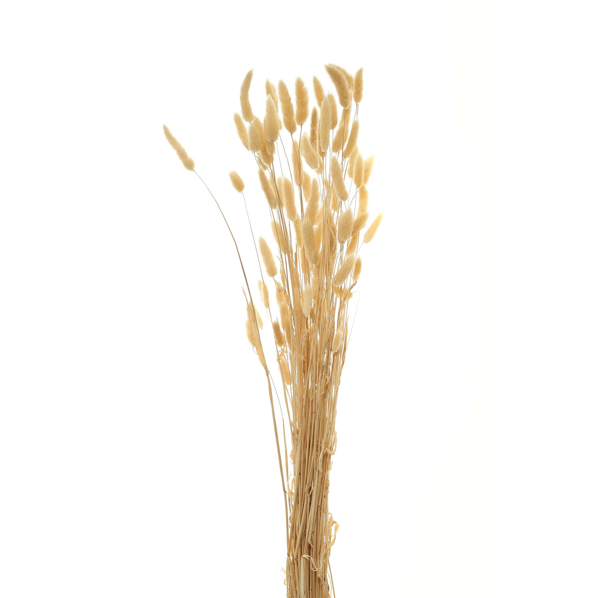 Bouquet Of Tall Bunny Tails 76 cm