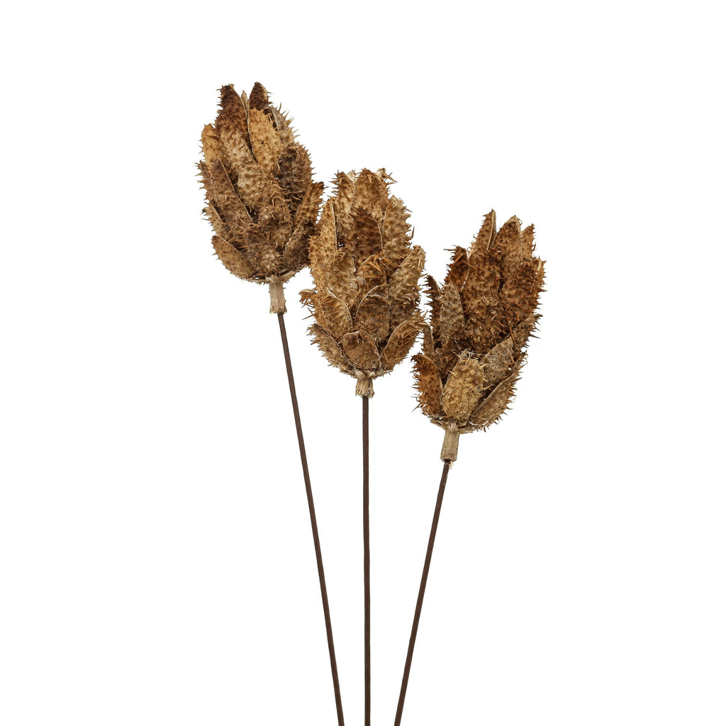 Bouquet Of Dried Protea 60 cm