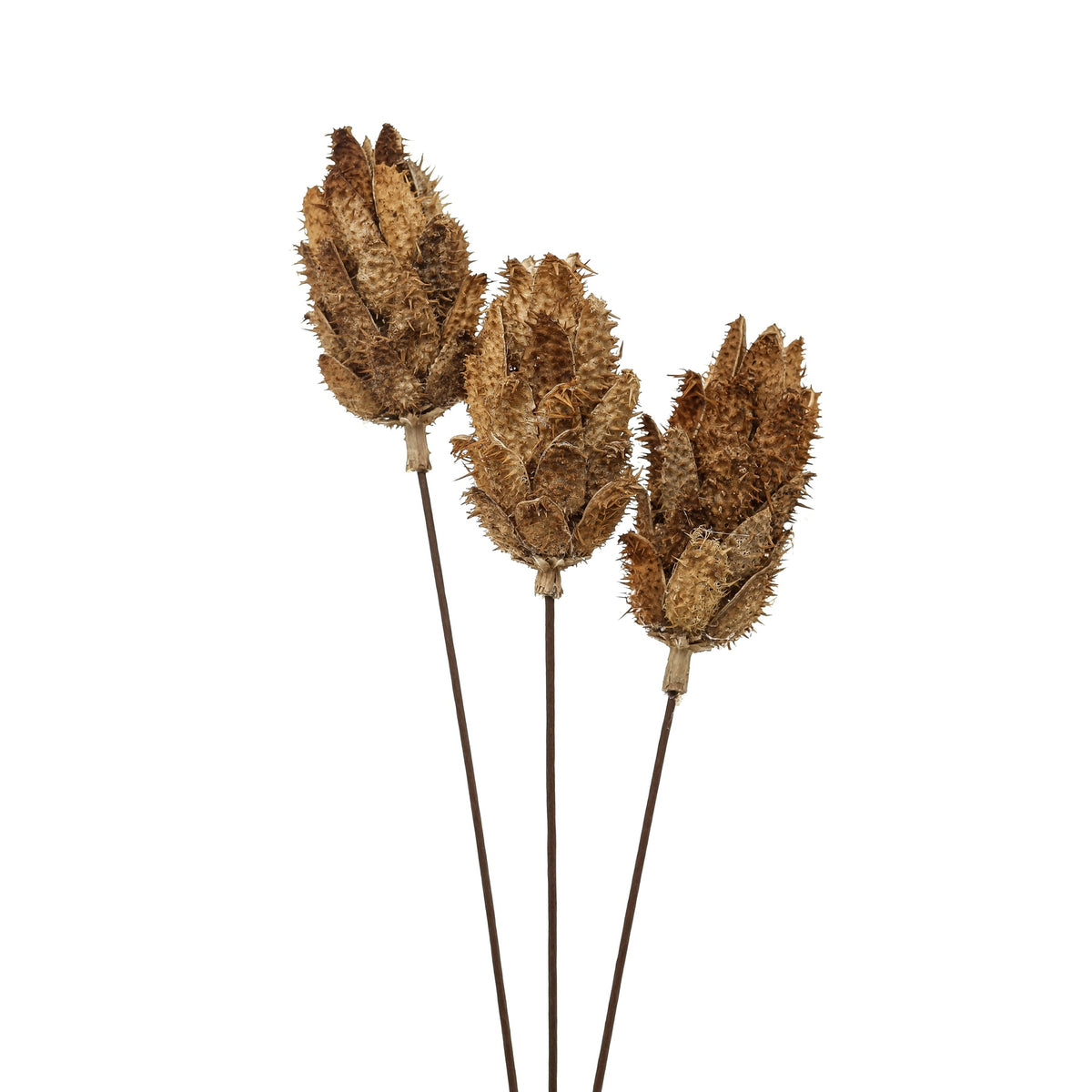 Bouquet Of Dried Protea 60 cm