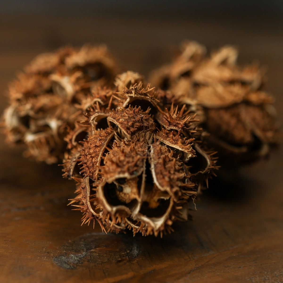 Bouquet Of Dried Protea 60 cm