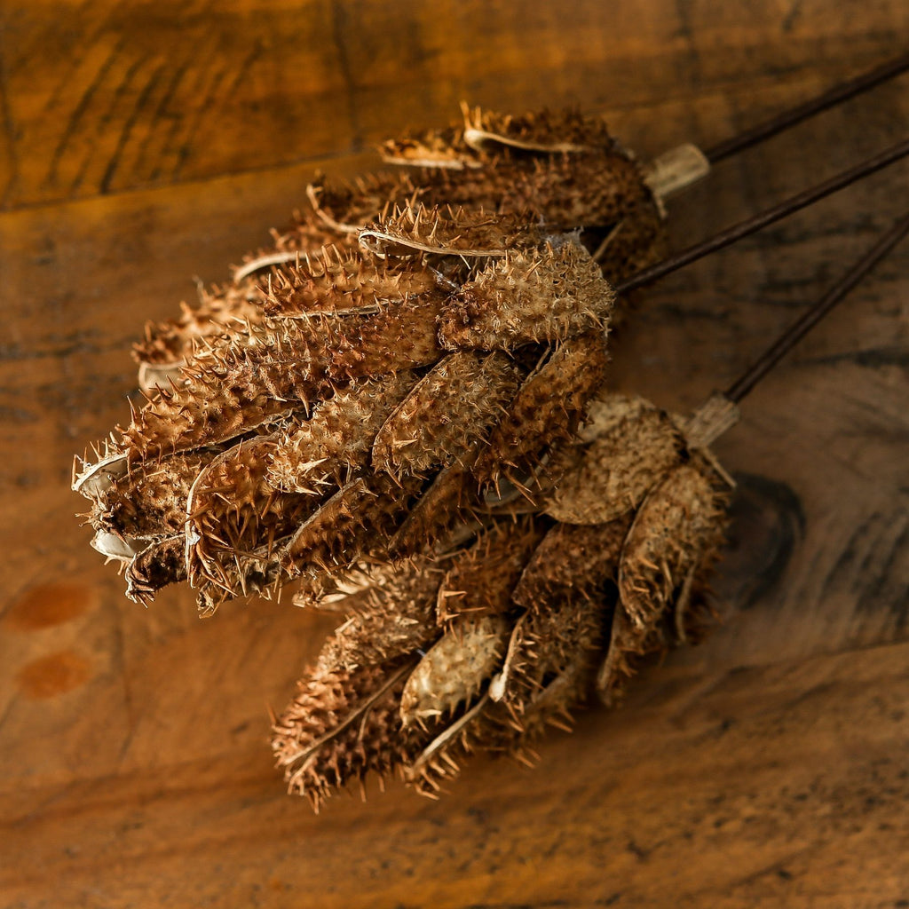Bouquet Of Dried Protea 60 cm