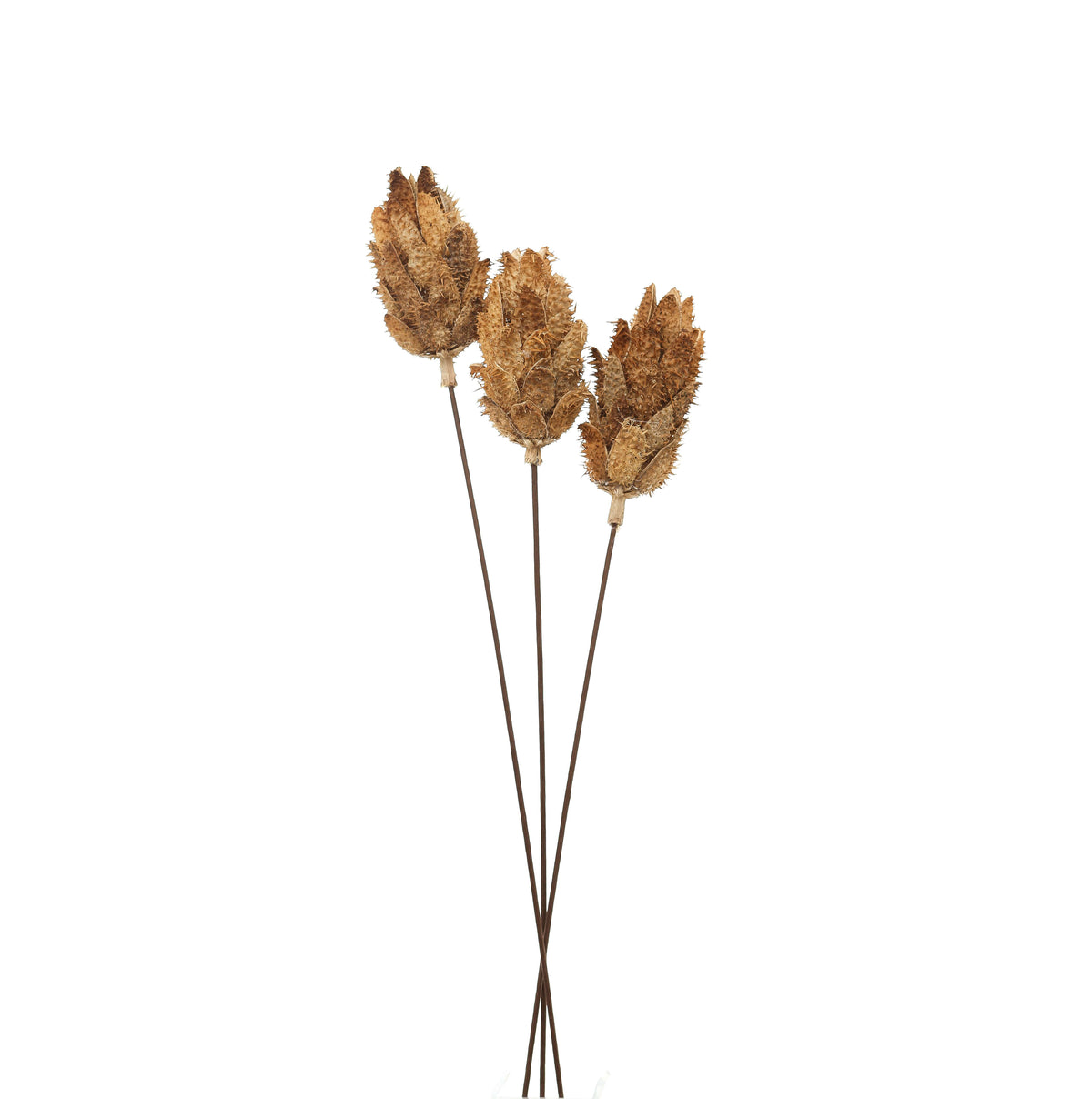 Bouquet Of Dried Protea 60 cm