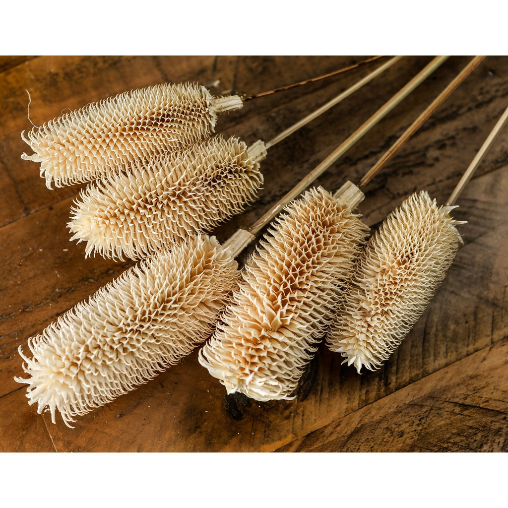 Bouquet Of Dried Tall Thistle 60 cm