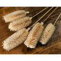 Bouquet Of Dried Tall Thistle 60 cm