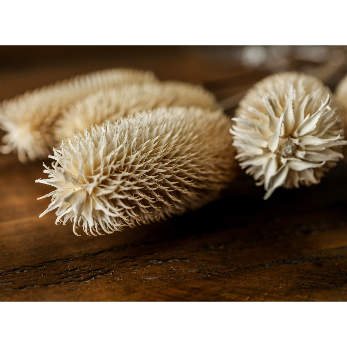Bouquet Of Dried Tall Thistle 60 cm