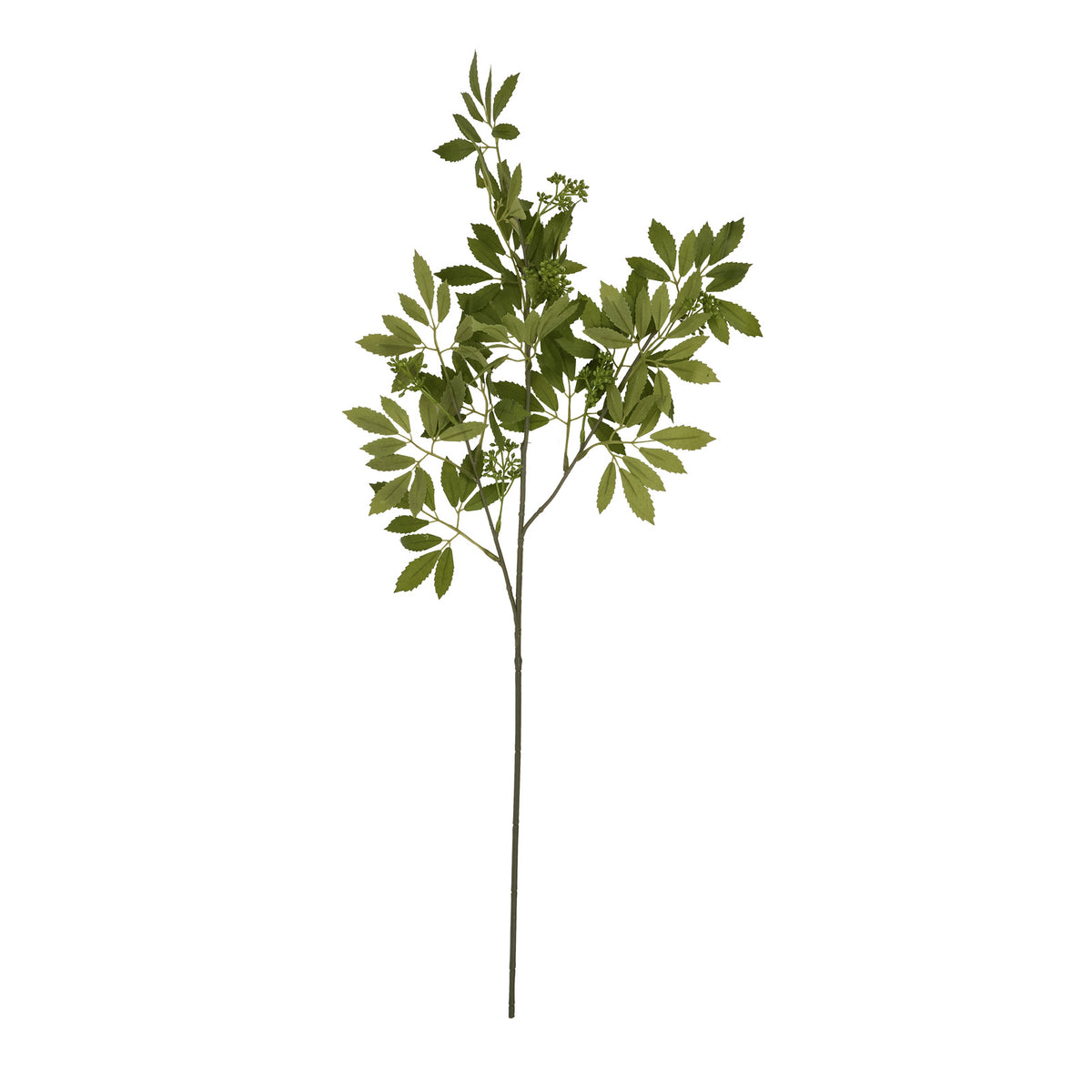 Long Fennel Stem 76 cm