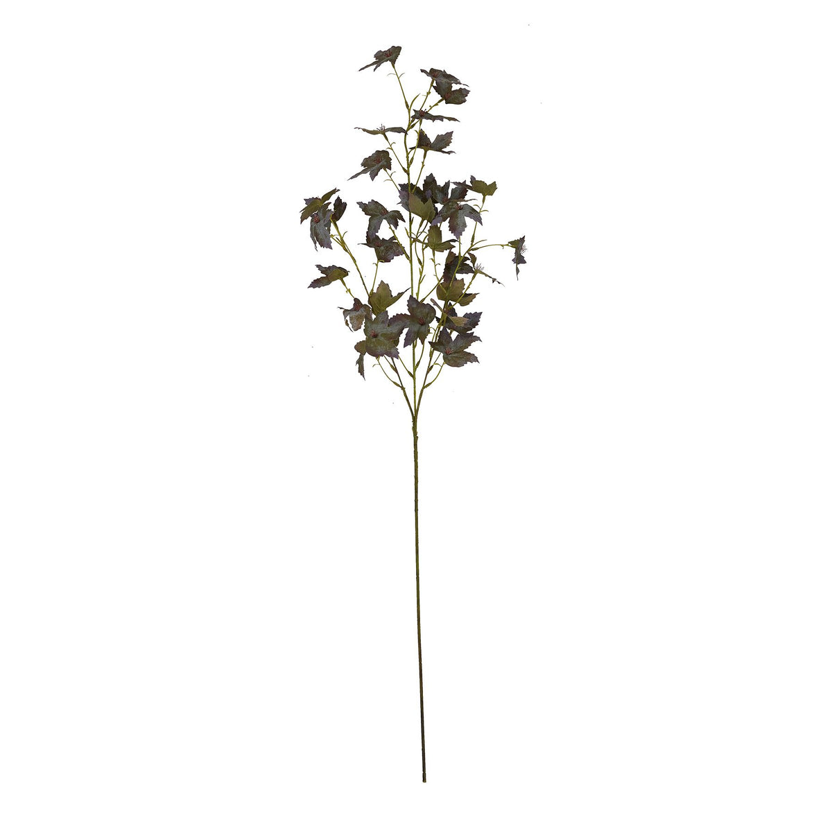 Variegated Maple Leaf 97 cm