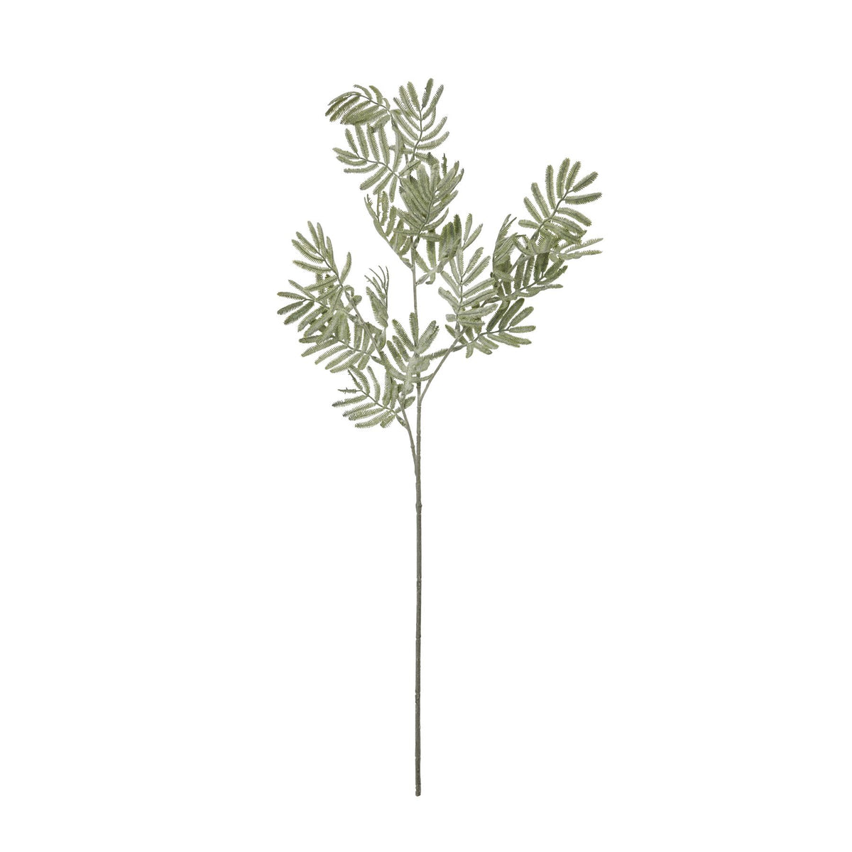 Silver Wattle Leaf 73 cm