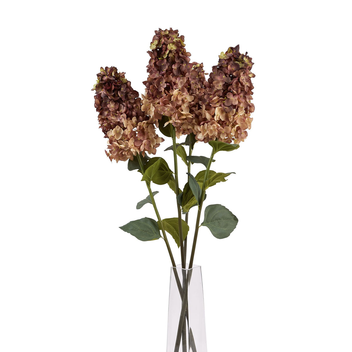 Burgundy Spear Hydrangea 88 cm