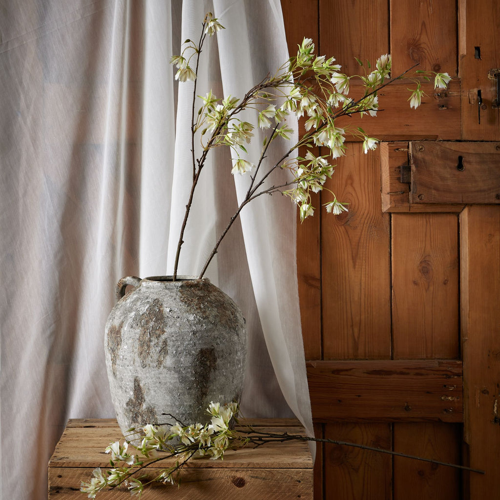 Elaeocarpus Stem 100 cm