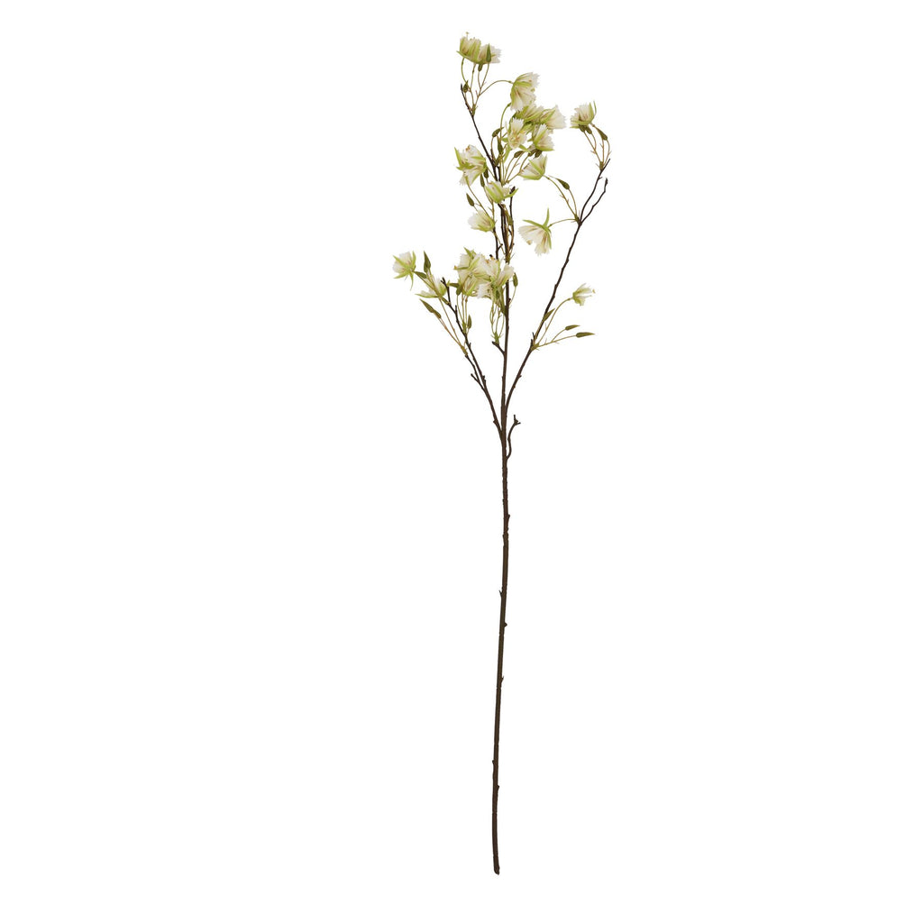 Elaeocarpus Stem 100 cm