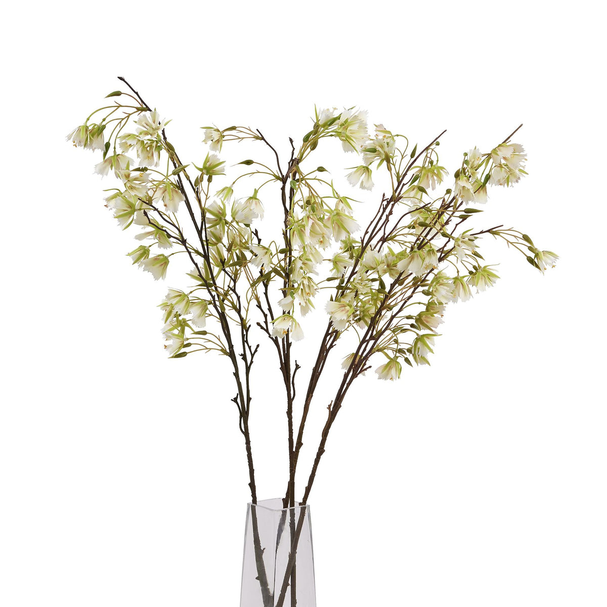 Elaeocarpus Stem 100 cm