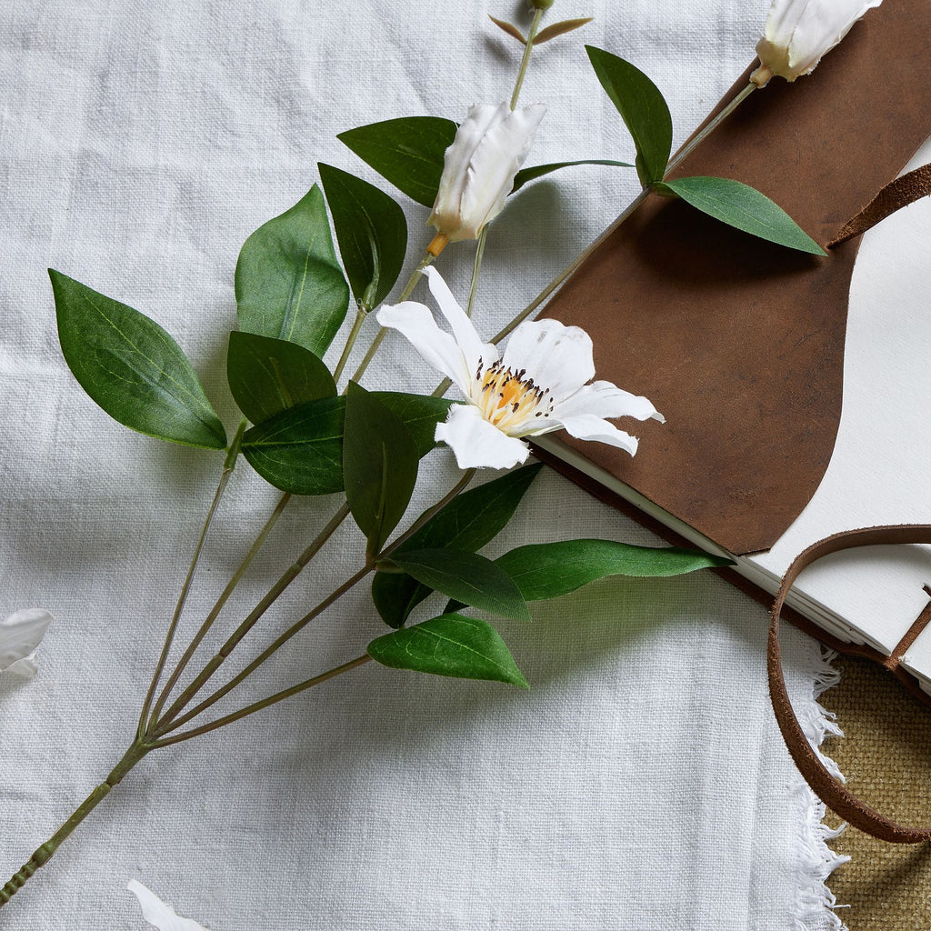 White Florida Clematis 77 cm