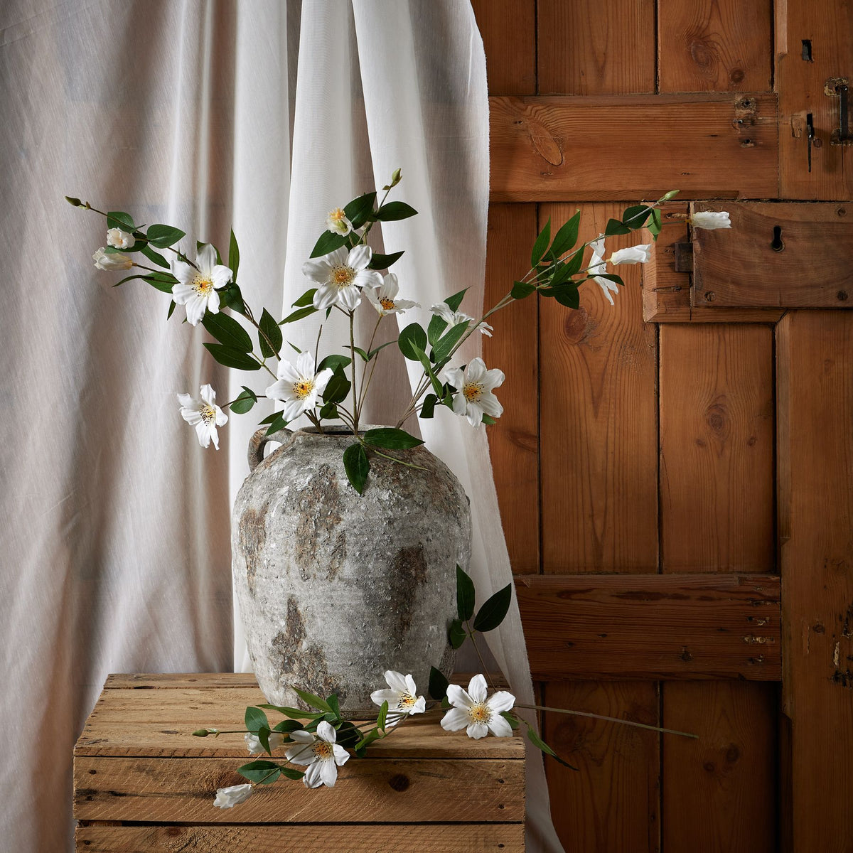 White Florida Clematis 77 cm