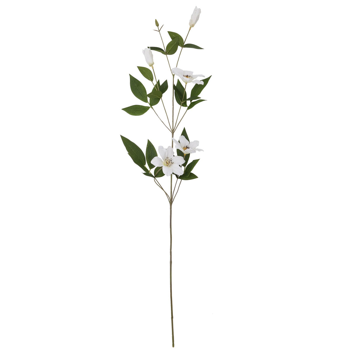 White Florida Clematis 77 cm