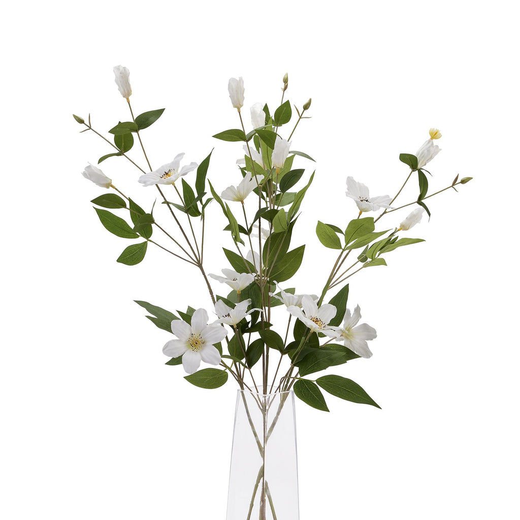White Florida Clematis 77 cm