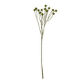 Green Craspedia Stem 60 cm