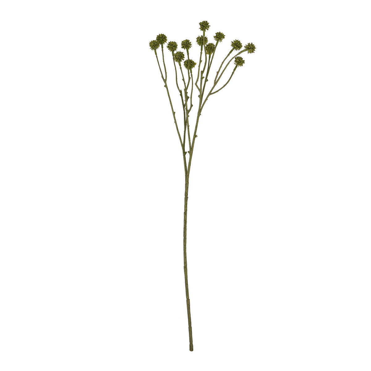 Green Craspedia Stem 60 cm