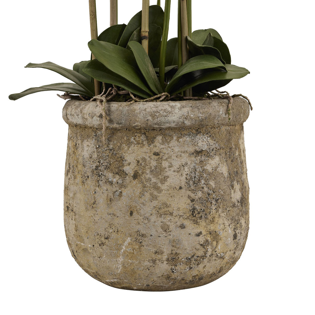 Large White Orchid In Antique Stone Pot 153 cm