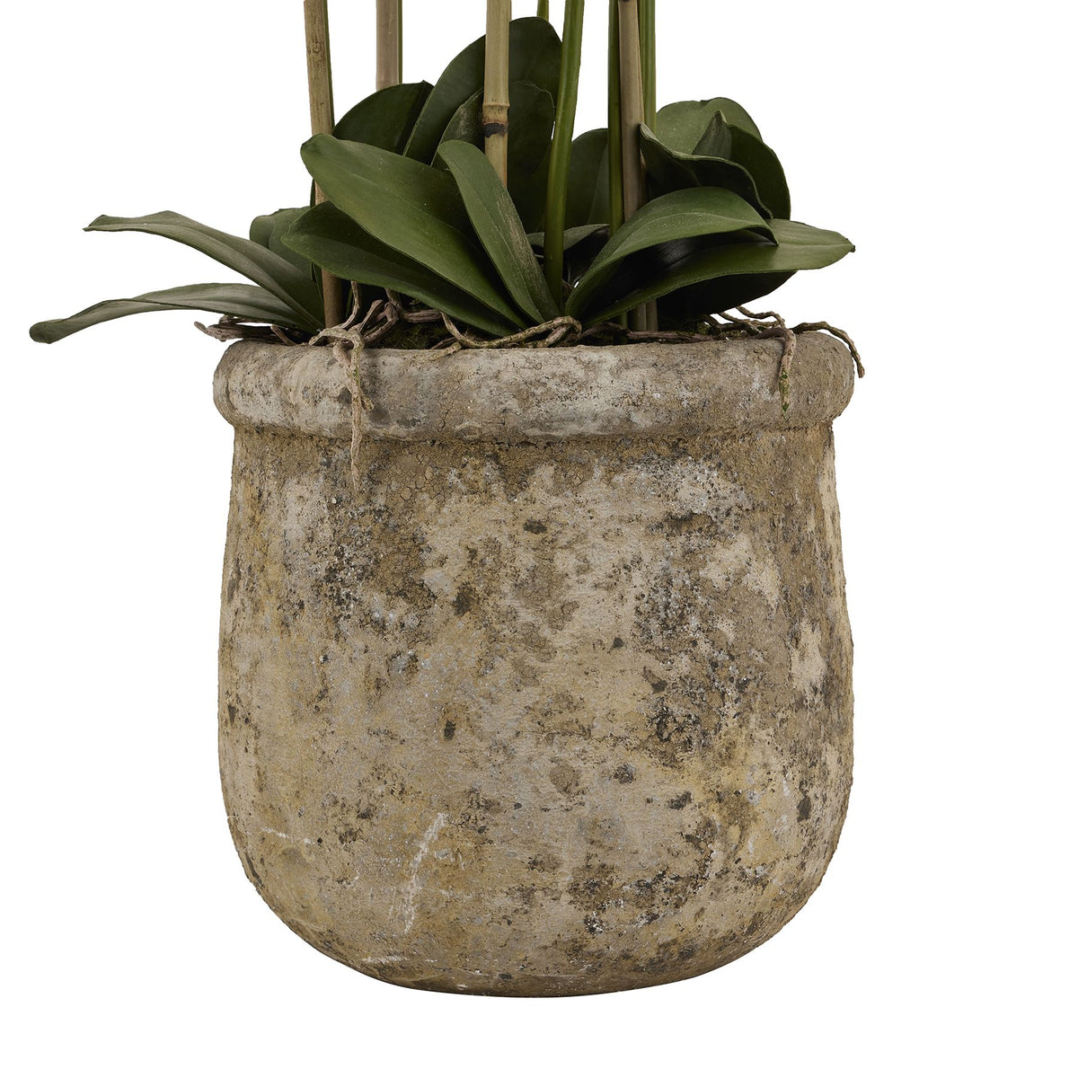 Large White Orchid In Antique Stone Pot 153 cm