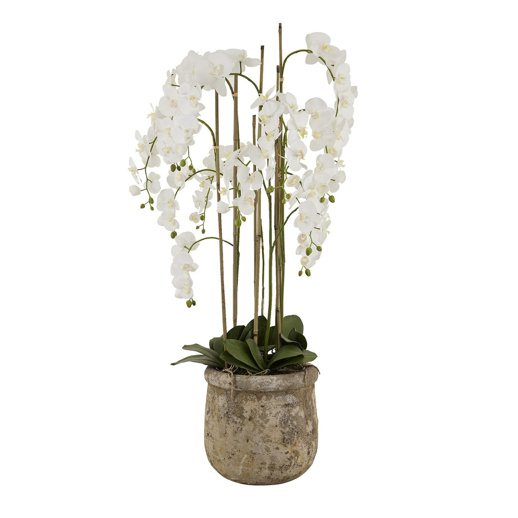 Large White Orchid In Antique Stone Pot 153 cm