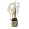 Large White Orchid In Antique Stone Pot 153 cm