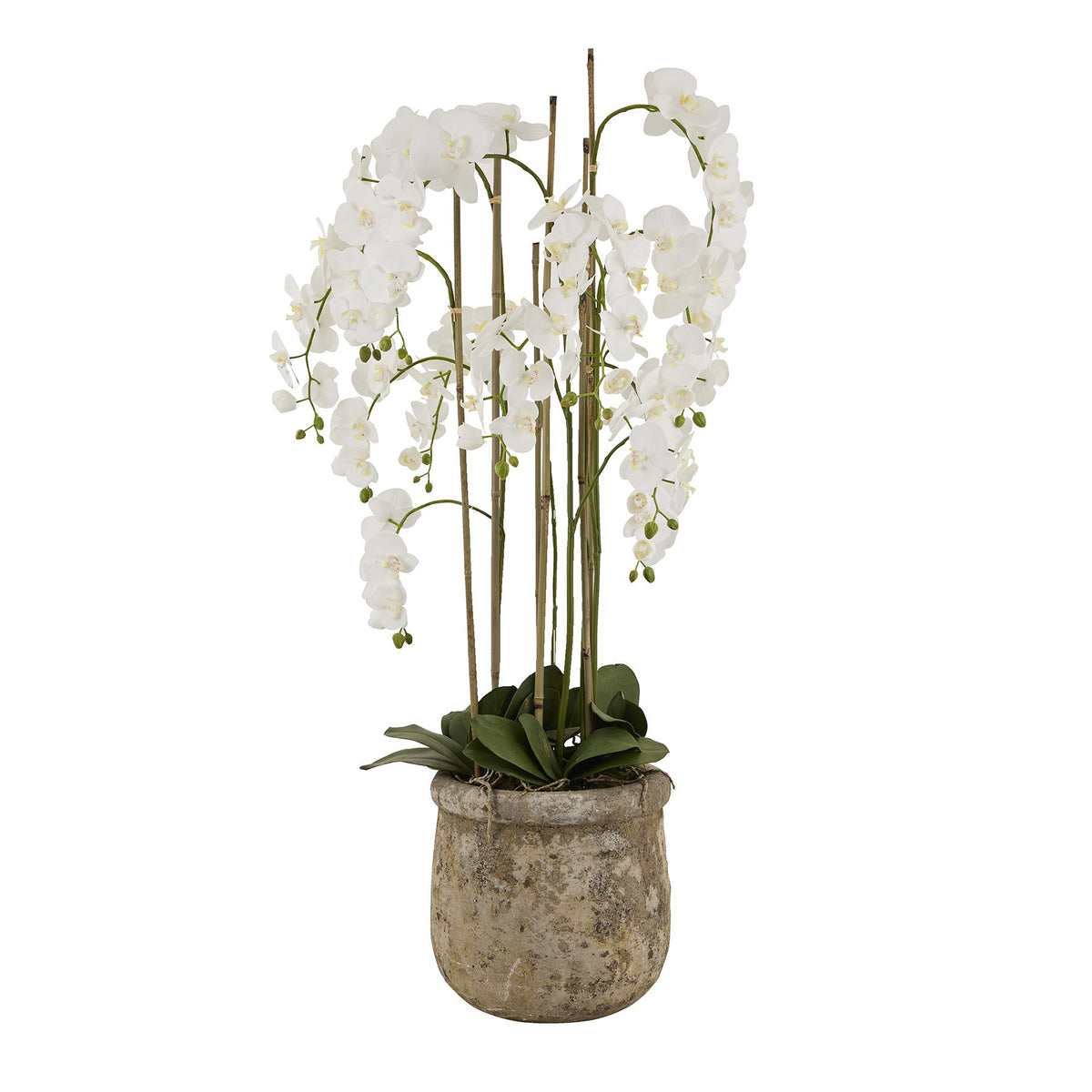 Large White Orchid In Antique Stone Pot 153 cm