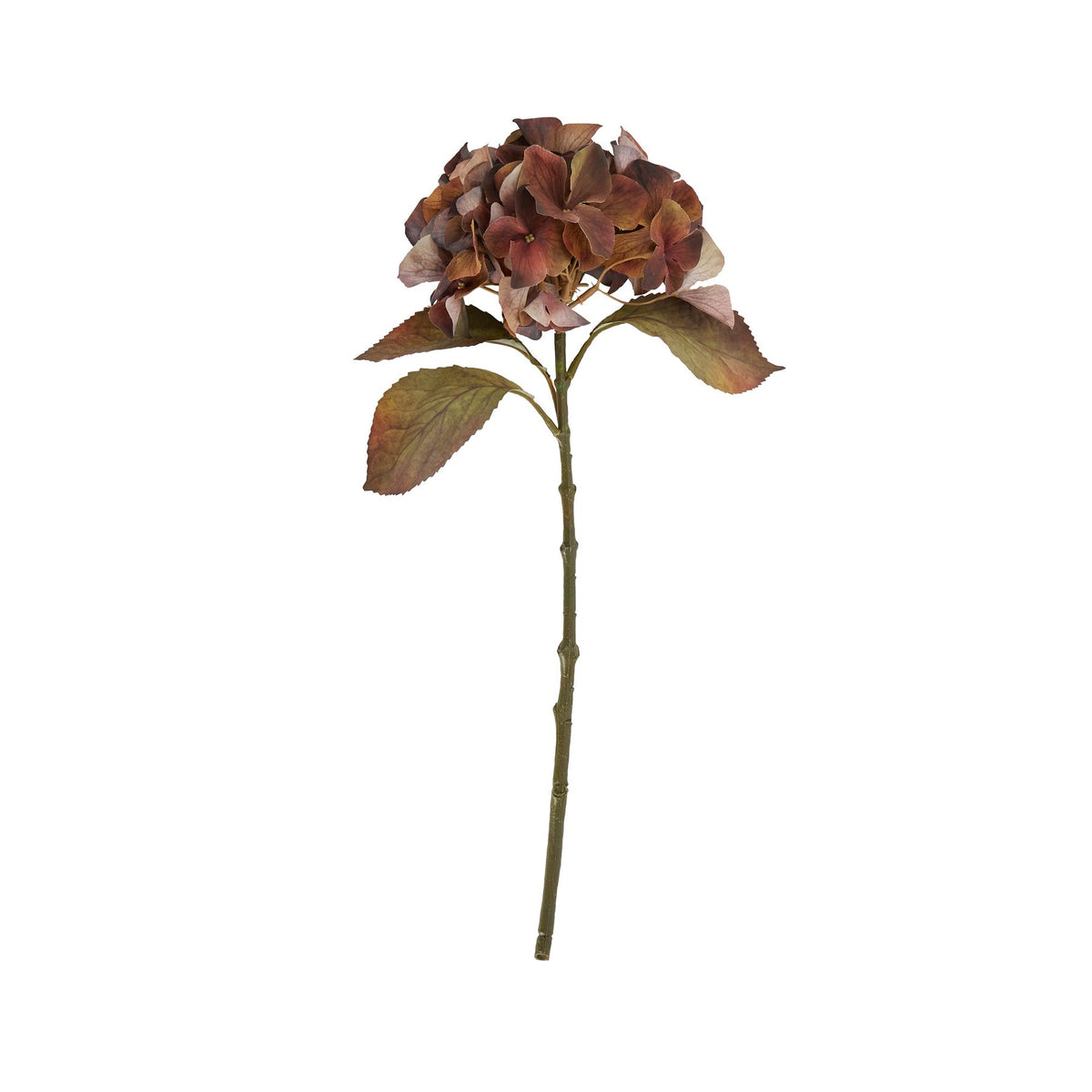 Mixed Autumn Browns Single Hydrangea Stem 50 cm