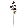 Tall Black Poppy Stem 83 cm