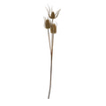 Large Brown Triple Teasle Stem 85 cm