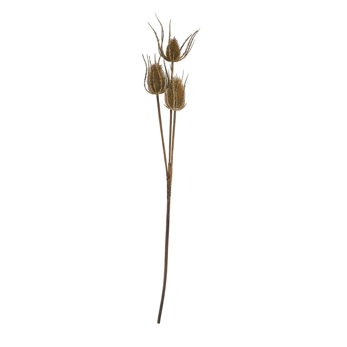 Large Brown Triple Teasle Stem 85 cm