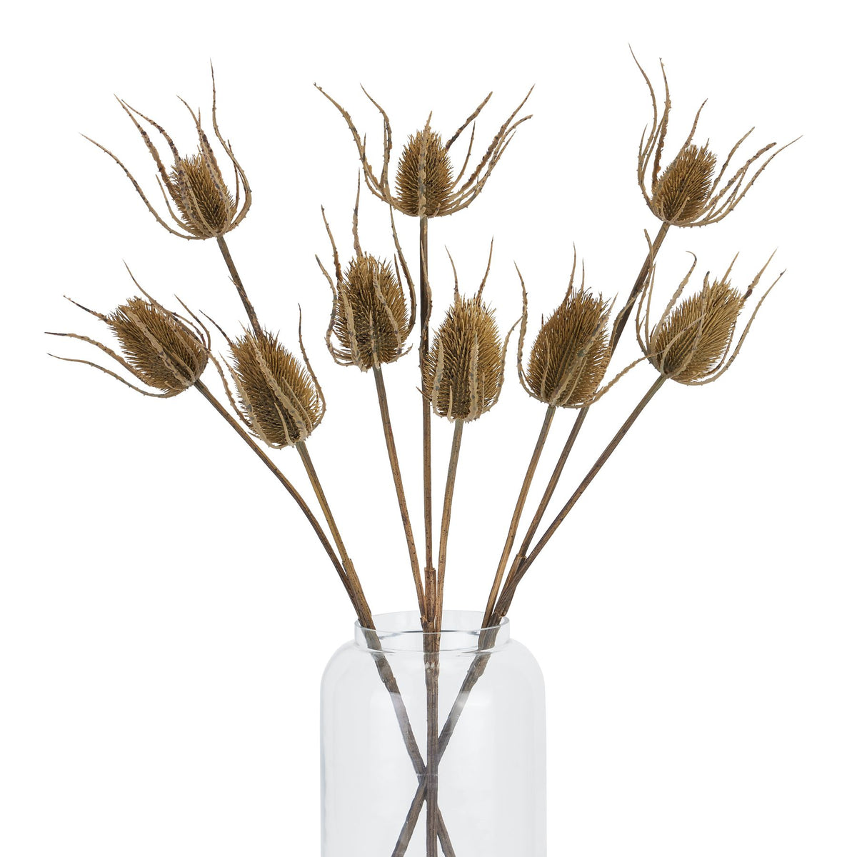 Large Brown Triple Teasle Stem 85 cm