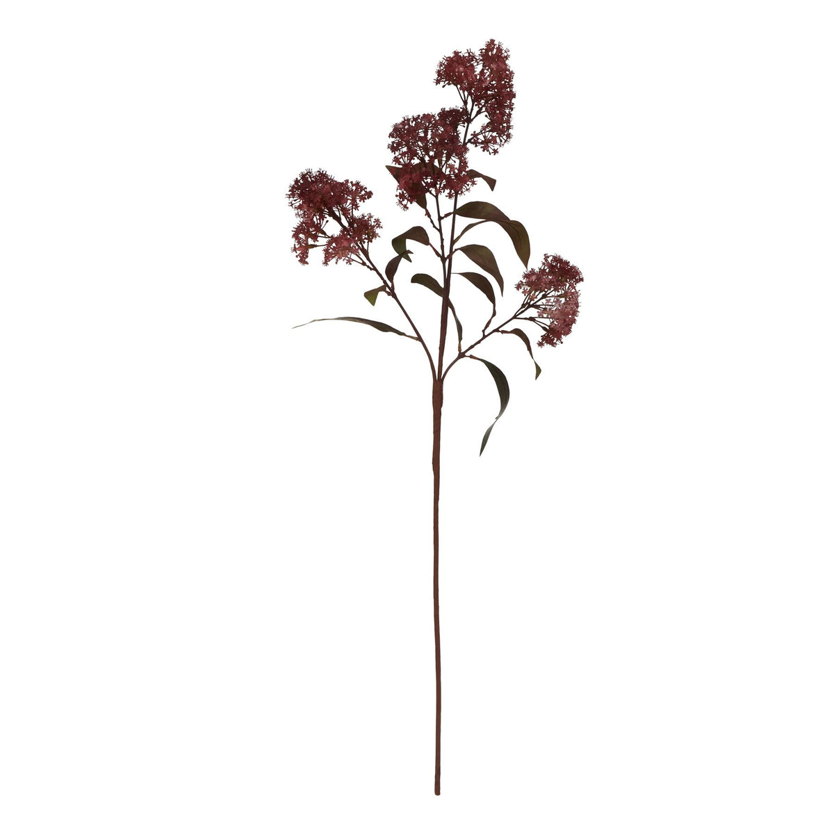 Medium Burgundy Smokebush Stem 79 cm