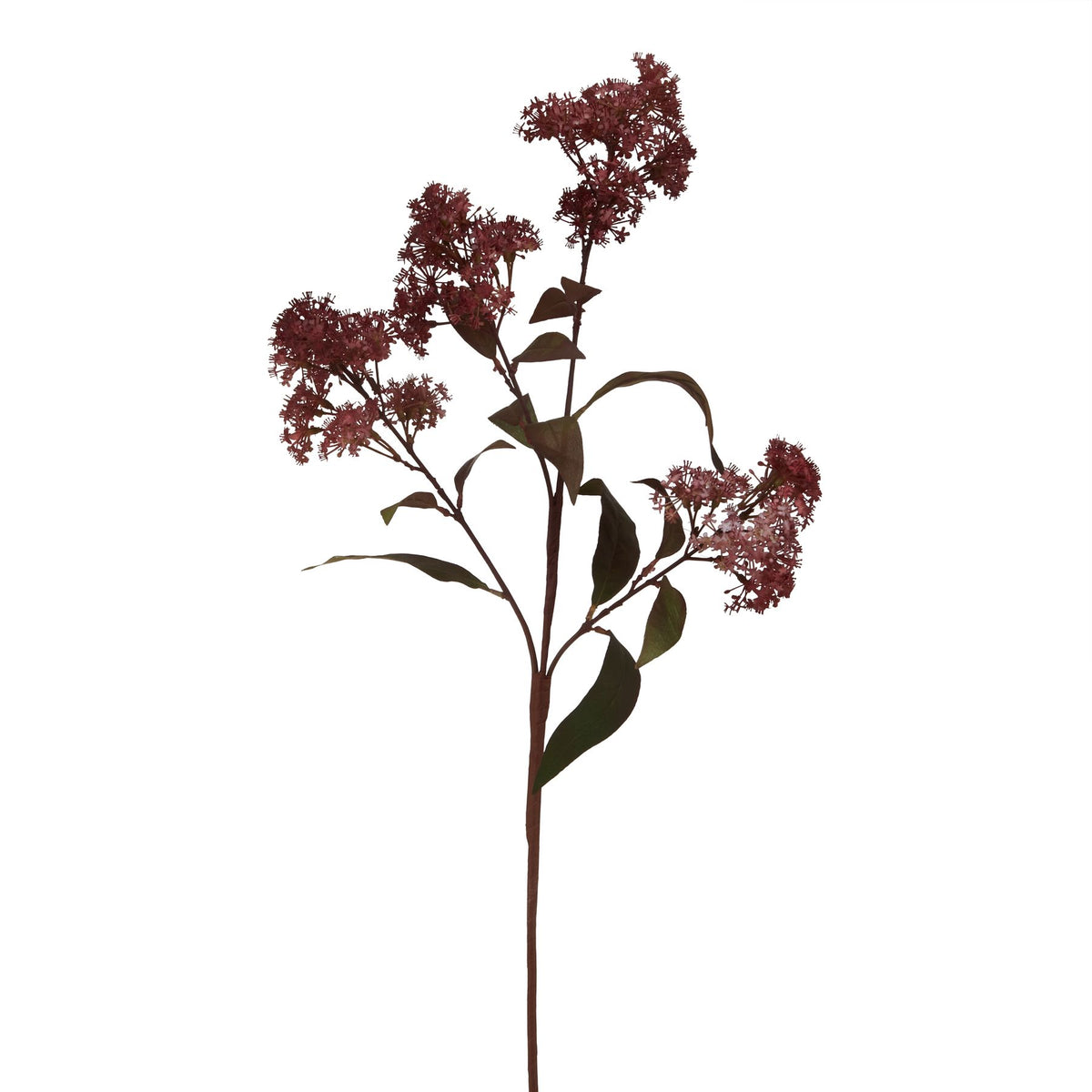 Medium Burgundy Smokebush Stem 79 cm
